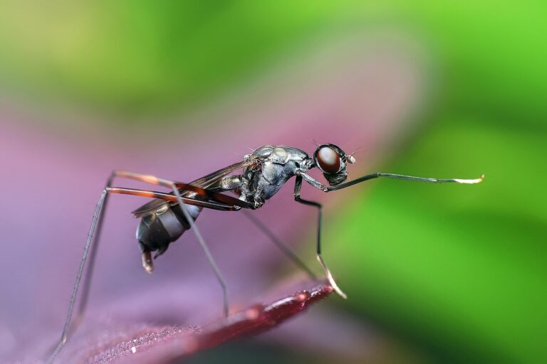 ant, insect, animal