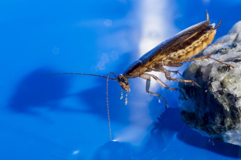 blattella germanica, german cockroach, unhygienic, disgust, insect, parasitic, pest, dirty, illness, danger, nature, kitchen, disease, allergy, health, infection, animal, sick, bacteria, parasite bug, estonia, little, wildlife, outdoor, german cockroach, german cockroach, german cockroach, german cockroach, german cockroach, disgust, pest, allergy, allergy, bacteria